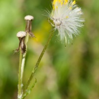Groundsel
